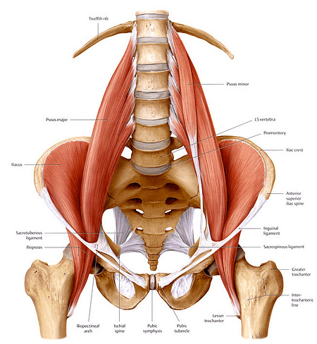 Hip Flexor Tendinopathy - what is it? - Physio & Pilates Central