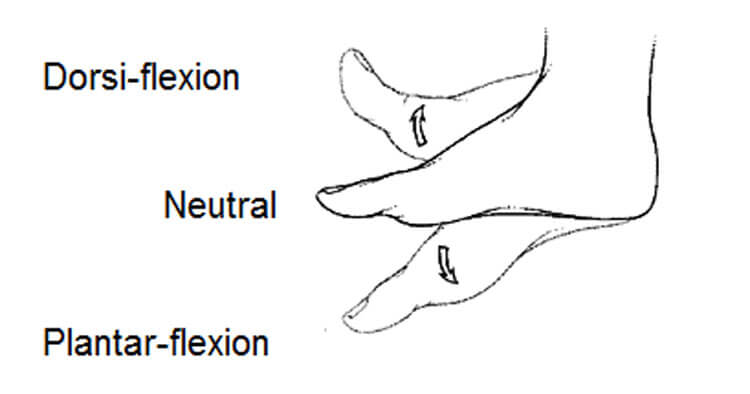 dorsiflexion of wrist