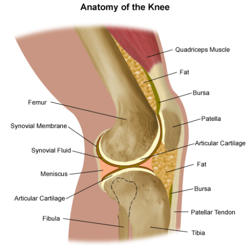 Fat Pad Syndrome Known As Hoffa's Syndrome Sydney Physio Clinic